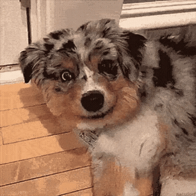 Dog Laying On Wooden Floor Looking At Camera GIF