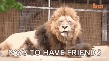 Dog Lick GIF