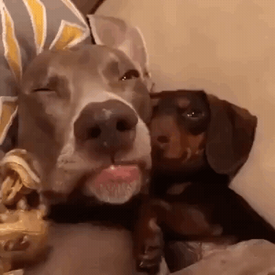 Dog Licking Another Dog's Nose GIF