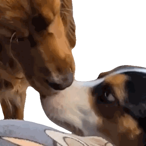 Dog Licking Another Dog's Nose Sticker