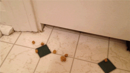 Dog Licking Butter In The Floor GIF