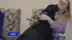 Dog Licking Butter On Human Face GIF