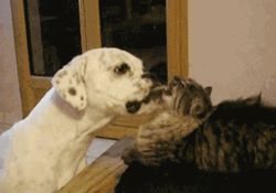 Dog Licking Cat GIF