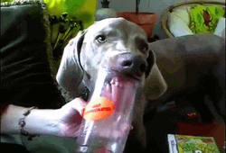 Dog Licking Cup GIF