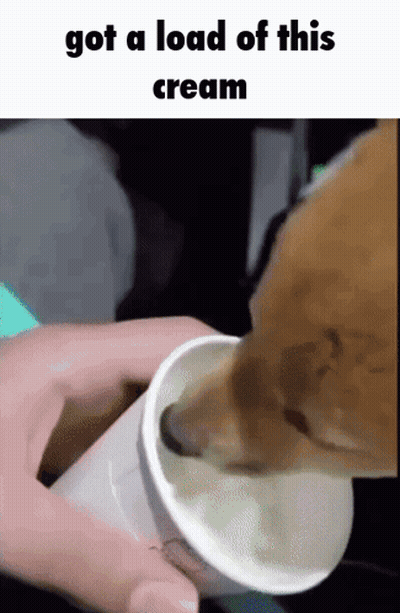 Dog Licking Ice Cream Got A Load Of This Cream GIF
