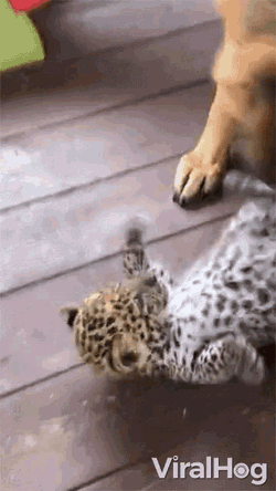 Dog Licking Leopard Viralhog GIF