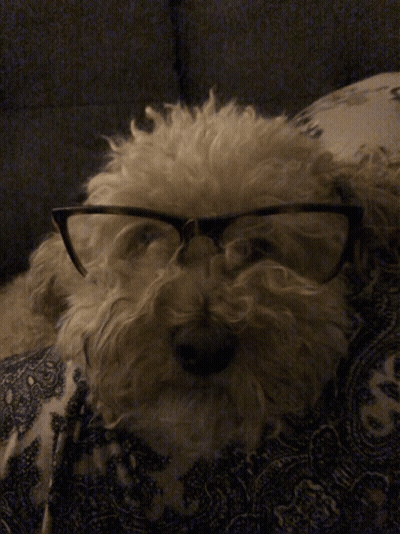 Dog Licking Man's Face While Playing GIF