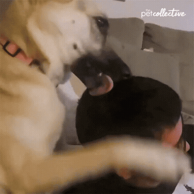 Dog Licking Man's Face While Playing GIF