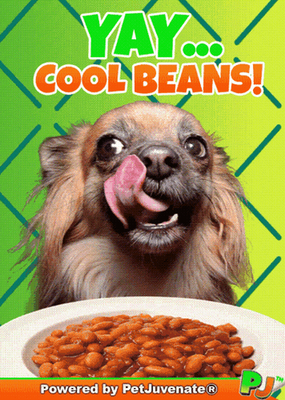 Dog Licking Nose Next To Beans GIF