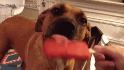 Dog Licking Popsicles GIF
