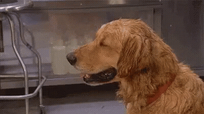 Dog Licking Toilet Paper GIF