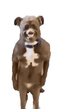 Dog Like Bear With Blue Collar Sticker