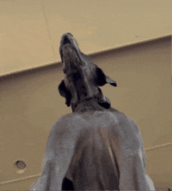 Dog Look GIF