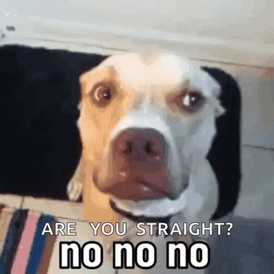 Dog Looking At Camera Are You Straight No No No GIF