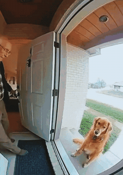 Dog Looking At Camera In Front Of Door GIF