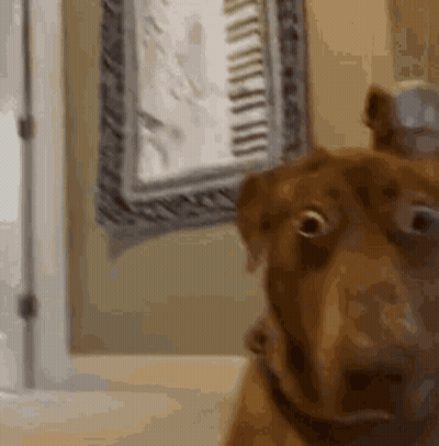 Dog Looking At Camera In Mirror GIF