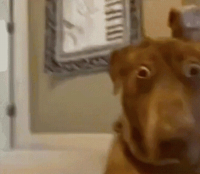 Dog Looking At Camera With Clock GIF