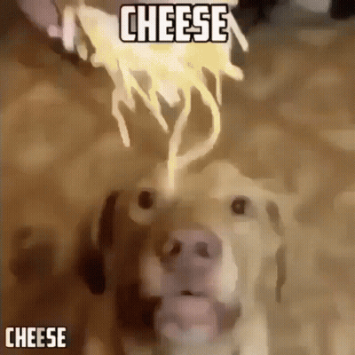 Dog Looking At Cheese Being Poured GIF