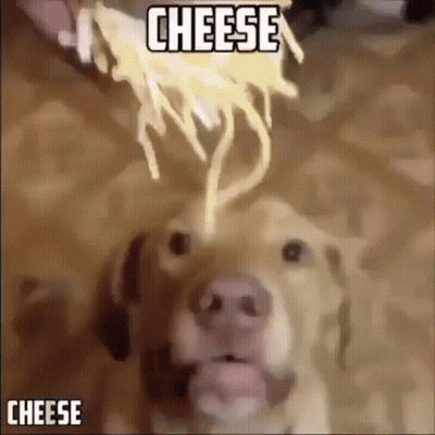 Dog Looking At Cheese Being Poured GIF