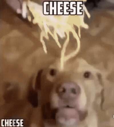 Dog Looking At Cheese Being Thrown GIF
