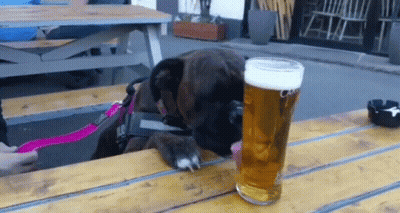 Dog Looking At Glass Of Beer GIF