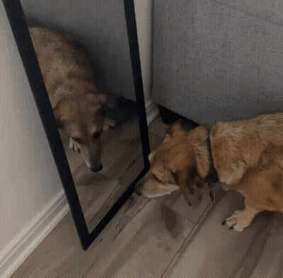Dog Looking At Itself In Mirror GIF