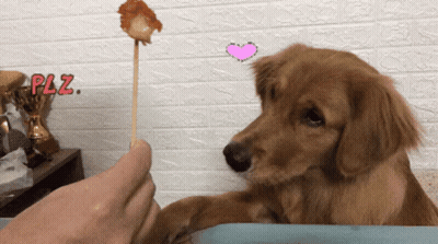 Dog Looking At Person Holding Stick With Paz GIF
