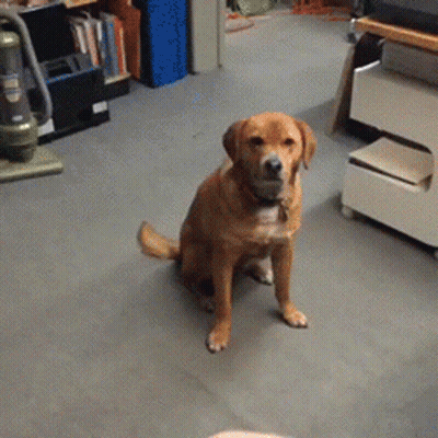 Dog Looking At Person's Hand GIF