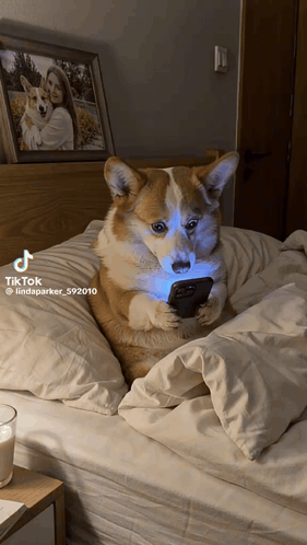 Dog Looking At Phone With TikTok Watermark GIF