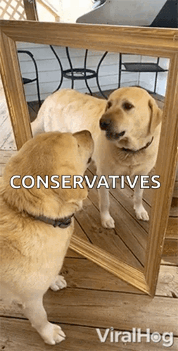 Dog Looking At Reflection Saying Conservatives GIF