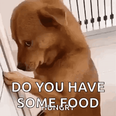 Dog Looking In Fridge Asking Do You Have Some Food GIF