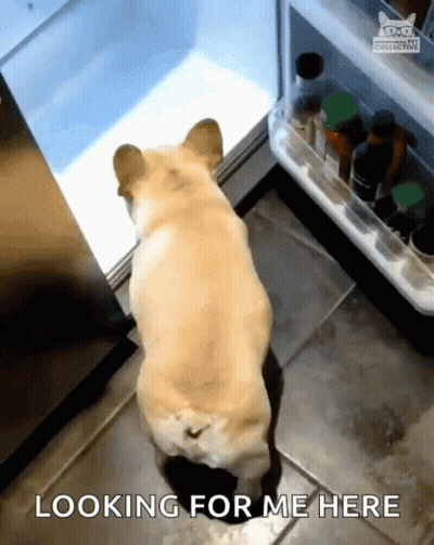 Dog Looking In Open Refrigerator GIF