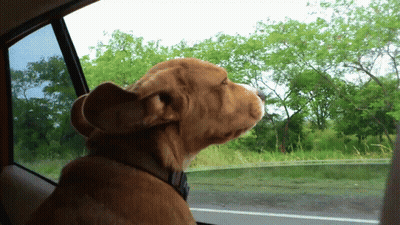 Dog Looking Out Car Window GIF
