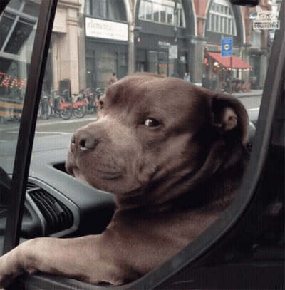 Dog Looking Out Car Window GIF
