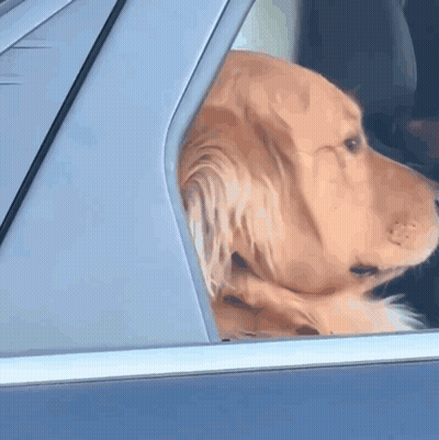 Dog Looking Out Car Window From Back Seat GIF