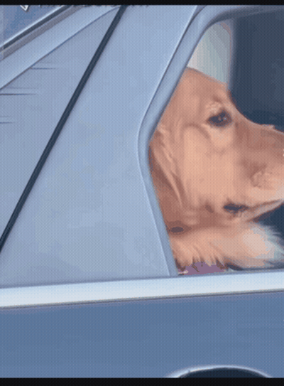 Dog Looking Out Car Window In Driver's Seat GIF