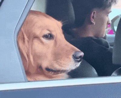 Dog Looking Out Car Window With Man Behind GIF