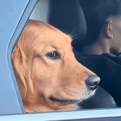 Dog Looking Out Car Window With Man Behind GIF