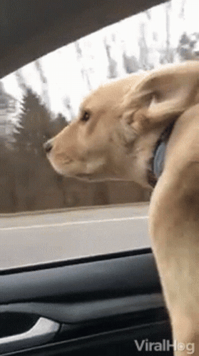 Dog Looking Out Car Window With Viralhog GIF