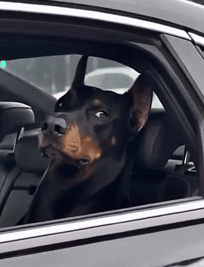 Dog Looking Out Of Black Car Window GIF