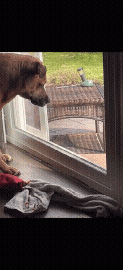Dog Looking Out Sliding Glass Door At Bird Feeder GIF