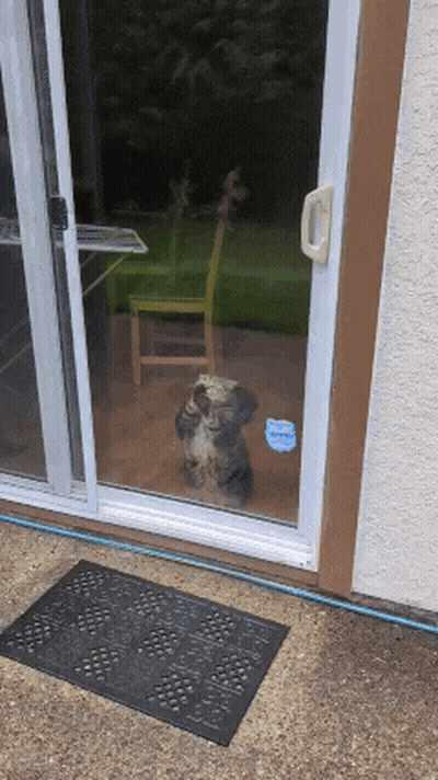 Dog Looking Out Sliding Glass Door GIF