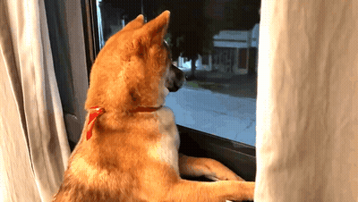 Dog Looking Out Window At Night GIF
