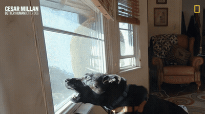 Dog Looking Out Window Cesar Millan Better Human Better Dog GIF