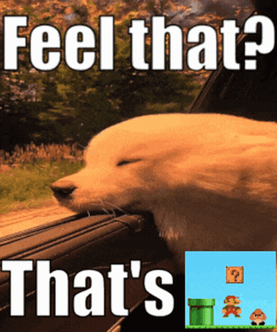 Dog Looking Out Window Saying Feel That GIF