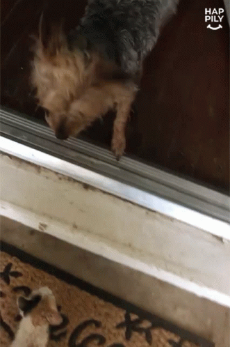 Dog Looking Out Window Saying Hap Pily GIF
