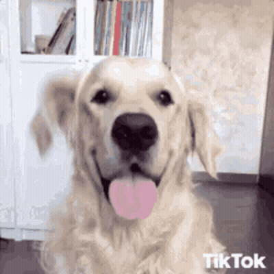 Dog Looking Out Window Saying Where Are The Rabbits GIF
