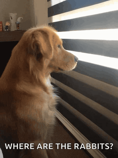 Dog Looking Out Window Saying Where Are The Rabbits GIF