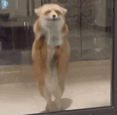 Dog Looking Out Window GIF