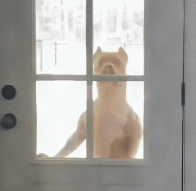 Dog Looking Out Window GIF
